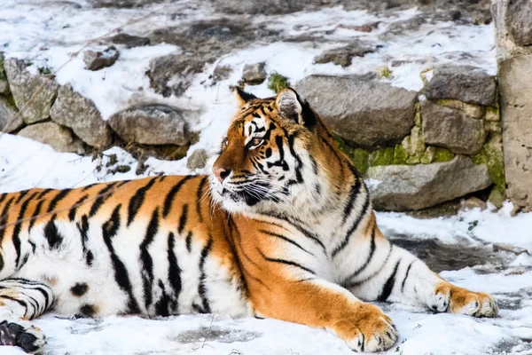 Beautiful Amur tiger on snow. Tiger in winter forest — Stock Photo, Image