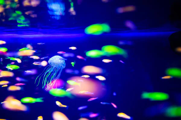 Maravilloso y hermoso mundo submarino con corales y tropica —  Fotos de Stock