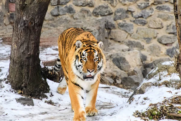 Belo tigre de Amur na neve. Tigre na floresta de inverno — Fotografia de Stock