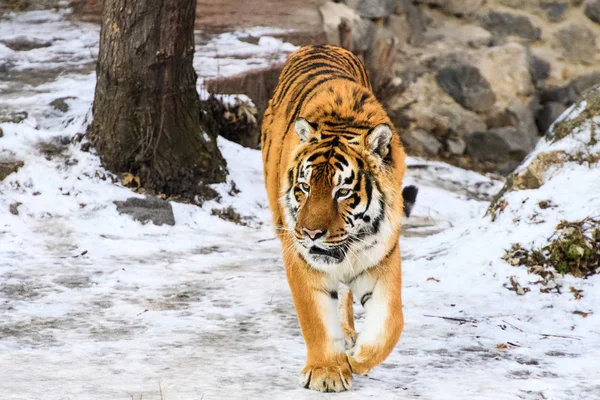 Belo tigre de Amur na neve. Tigre na floresta de inverno — Fotografia de Stock