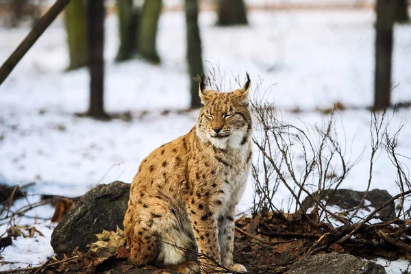 Lynx Zvíře Zimě Pozadí — Stock fotografie