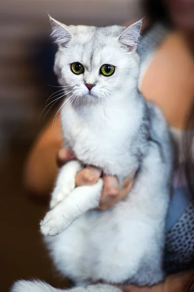 Lindo Gato Enfoque Selectivo — Foto de Stock