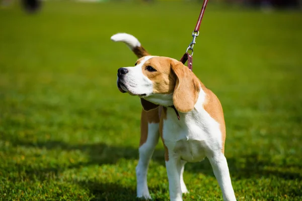 Hond op groen gras — Stockfoto