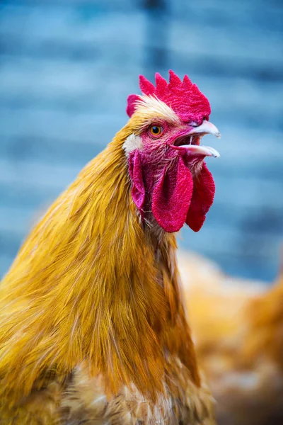 Cock — Stock Photo, Image