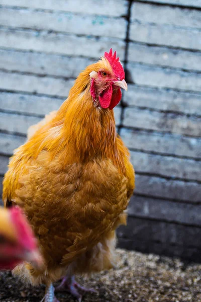 Frango em uma fazenda — Fotografia de Stock