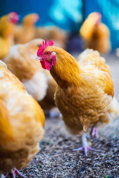 Pollo en una granja —  Fotos de Stock