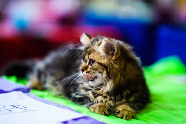 Симпатичный Кот Избирательный Фокус — стоковое фото