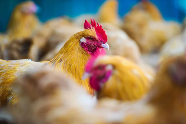 Chicken on a farm — Stock Photo, Image