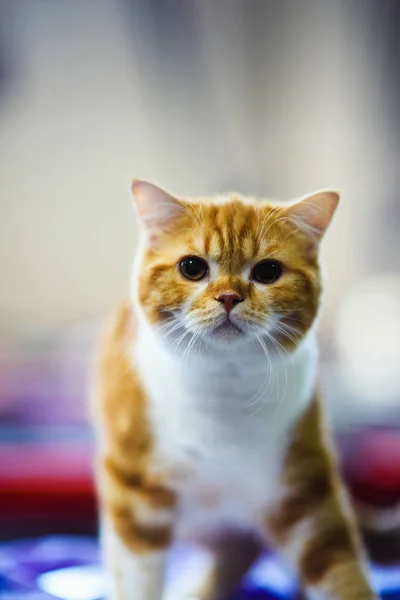 Cute Cat Selective Focus — Stock Photo, Image