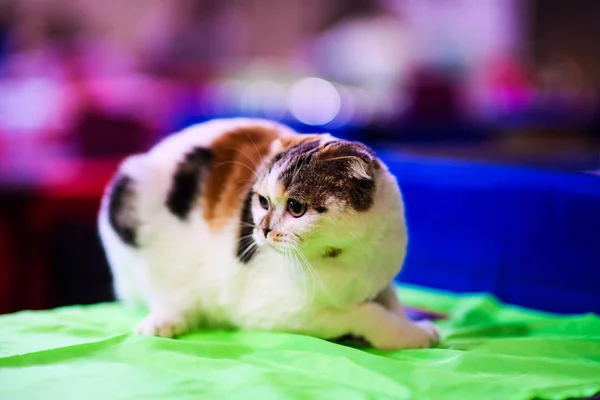 Cute Cat Selective Focus — Stock Photo, Image