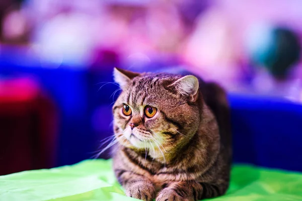 Lindo Gato Enfoque Selectivo — Foto de Stock