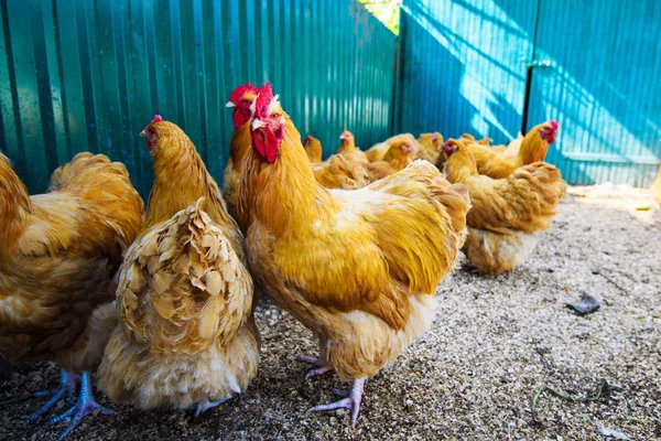 Frango em uma fazenda — Fotografia de Stock