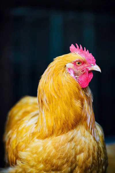 Курица на ферме — стоковое фото