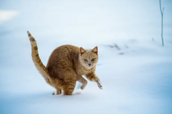 雪の上の面白い赤い猫 — ストック写真