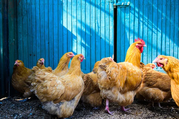 Kurczak na farmie — Zdjęcie stockowe