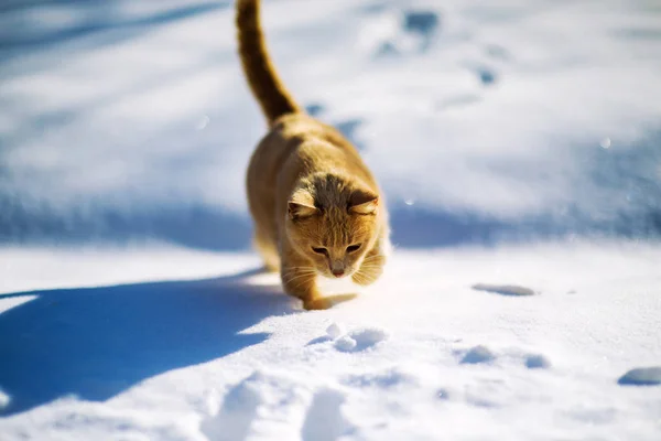 Lustige rote Katze im Schnee — Stockfoto