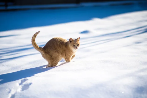 Chat rouge drôle sur la neige — Photo