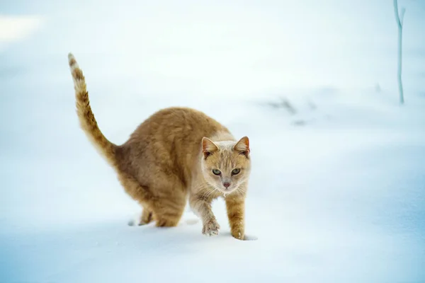 Lustige rote Katze im Schnee — Stockfoto