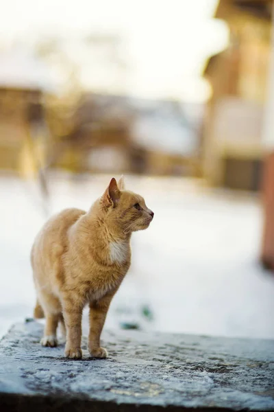 Смішний червоний кіт на снігу — стокове фото