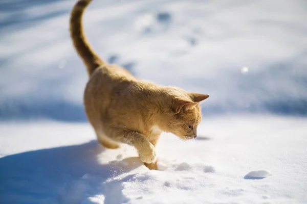 Lustige rote Katze im Schnee — Stockfoto