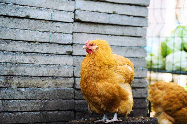 Pollo en una granja —  Fotos de Stock