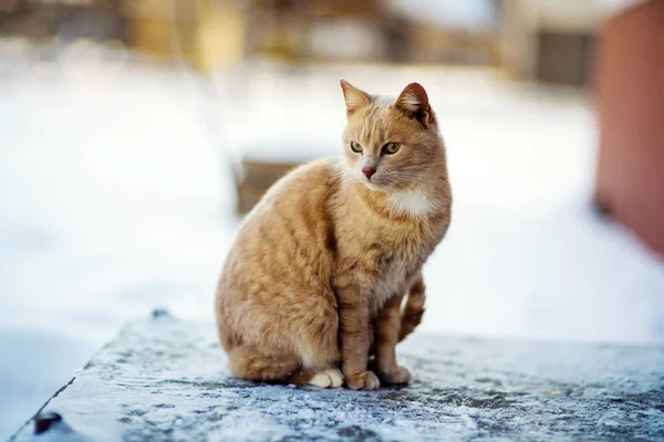 Lustige rote Katze im Schnee — Stockfoto