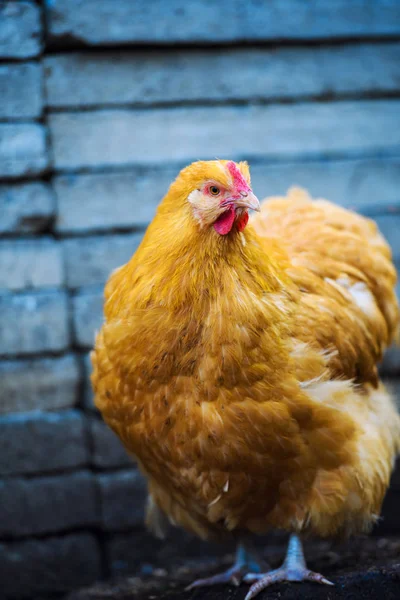 Hens on a farm — Stock Photo, Image