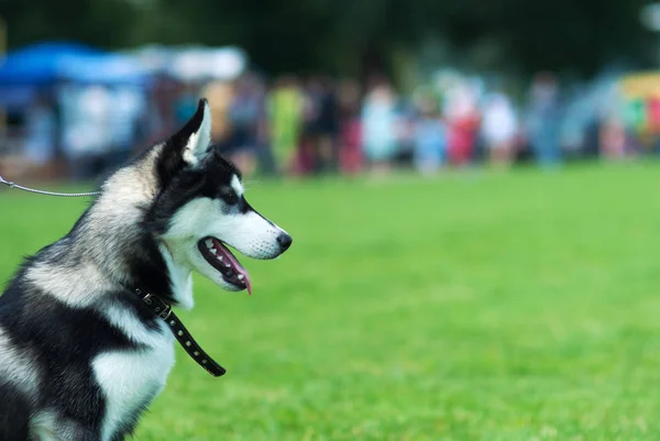 Pies Husky — Zdjęcie stockowe