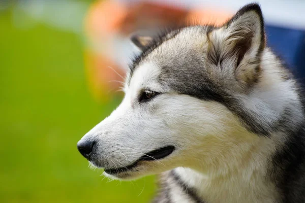 Cão — Fotografia de Stock