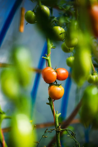 Tomates naturais maduros que crescem em um ramo em uma estufa. — Fotografia de Stock