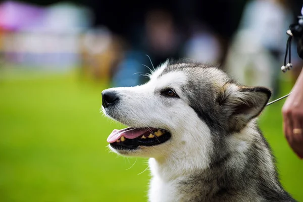 Husky pes — Stock fotografie