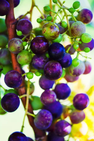 Cépages et grappes de raisins dans le jardin — Photo