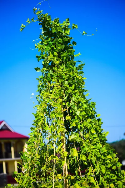 Young stalks of a string bean on poles on the background of blue — 스톡 사진