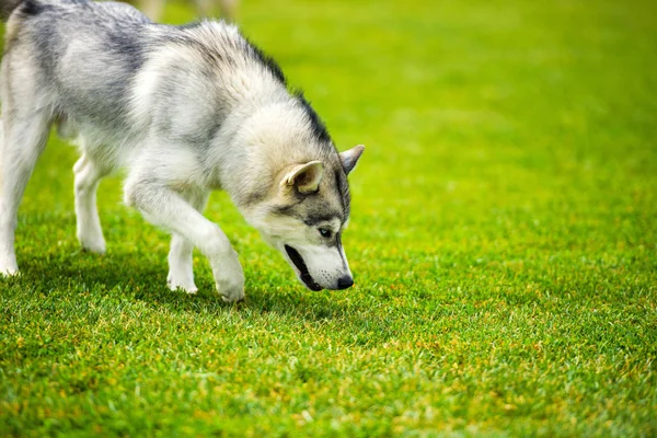 Husky köpek — Stok fotoğraf