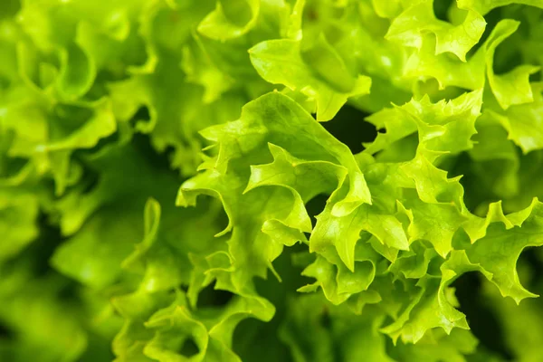 Salada verde fresca isolada sobre fundo preto — Fotografia de Stock