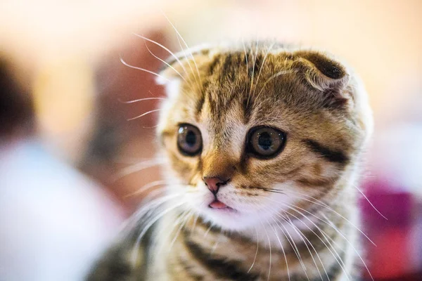 Söt Liten Kattunge Bakgrunden — Stockfoto