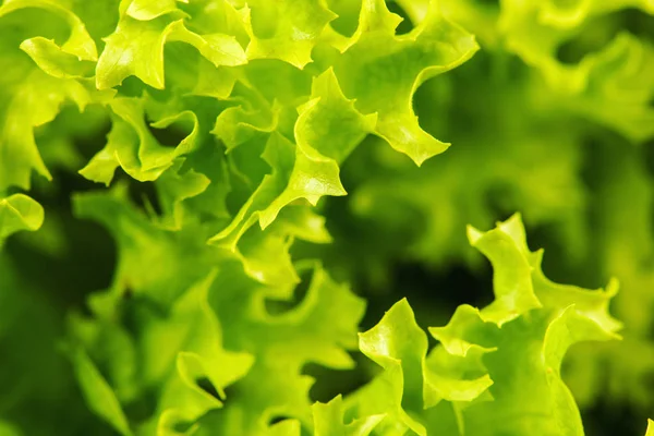 Insalata verde fresca isolata su sfondo nero — Foto Stock