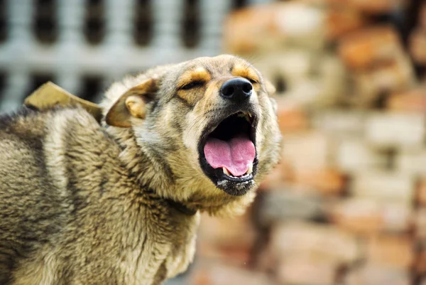 Perro guardián — Foto de Stock