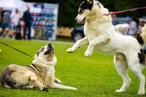 Funny dogs — Stock Photo, Image