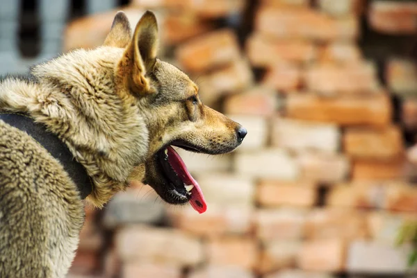 Wachhund — Stockfoto