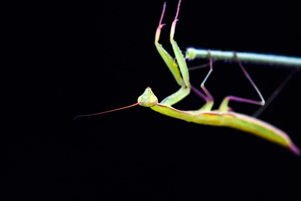 Bidsprinkhaan (Mantis religiosa) op zwarte achtergrond — Stockfoto