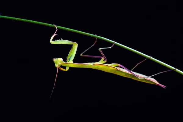 Bidsprinkhaan (Mantis religiosa) op zwarte achtergrond — Stockfoto