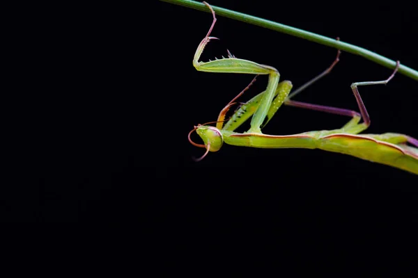 Gottesanbeterin (mantis religiosa) auf schwarzem Hintergrund — Stockfoto