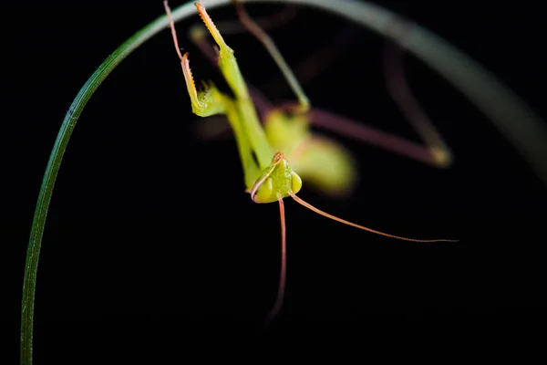 Louva-a-deus (Mantis religiosa) sobre fundo preto — Fotografia de Stock