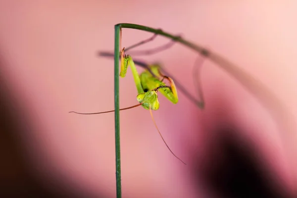 Praying mantis (Mantis religiosa) on black background — 스톡 사진