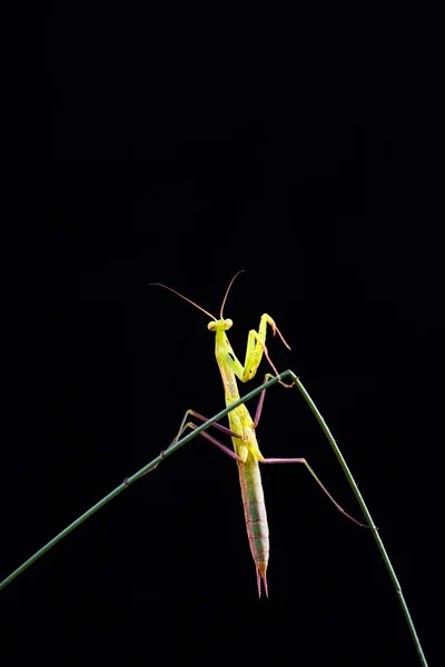 Bidsprinkhaan (Mantis religiosa) op zwarte achtergrond — Stockfoto
