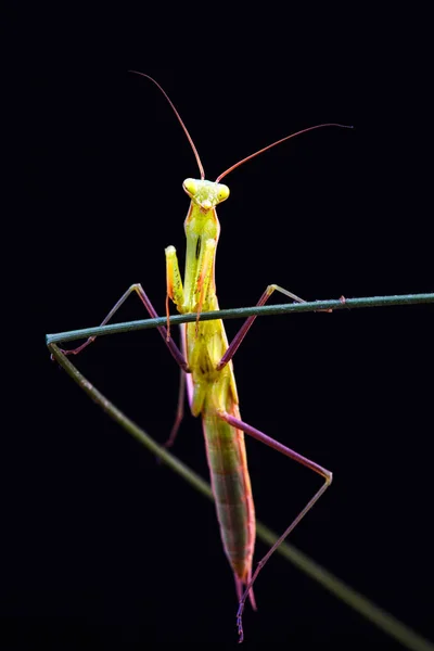 Bidsprinkhaan (Mantis religiosa) op zwarte achtergrond — Stockfoto