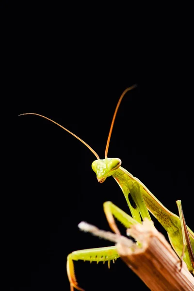 Praying mantis (Mantis religiosa) on black background — ストック写真