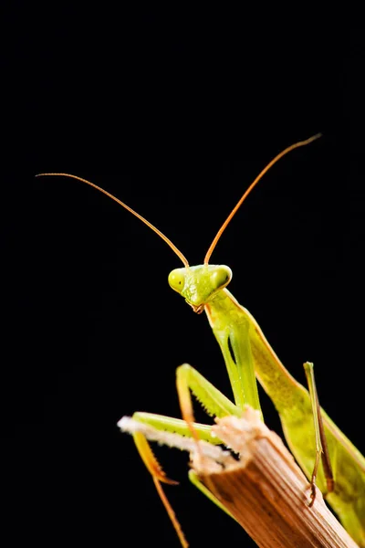 Gottesanbeterin (mantis religiosa) auf schwarzem Hintergrund — Stockfoto