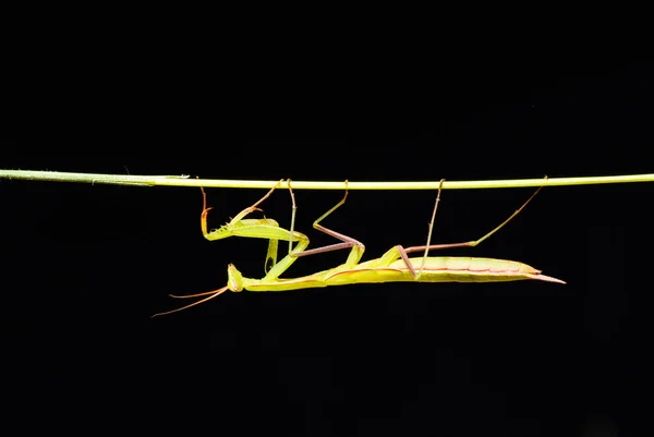 Gottesanbeterin (mantis religiosa) auf schwarzem Hintergrund — Stockfoto